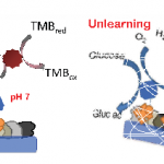 Enzyme memory